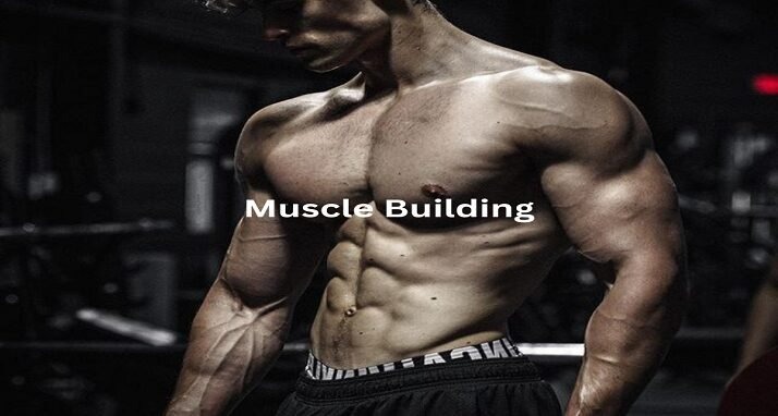 Wellhealth: Your Comprehensive Guide to Building Muscle